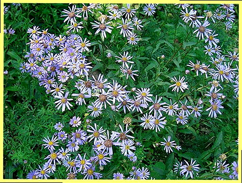 Итальянская астра фото