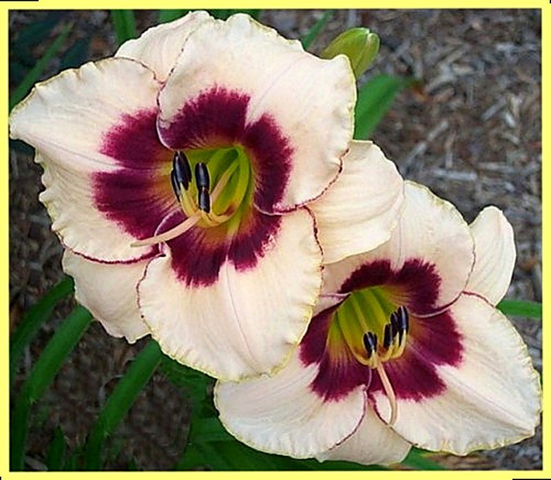 Лилейник блуберри сандей