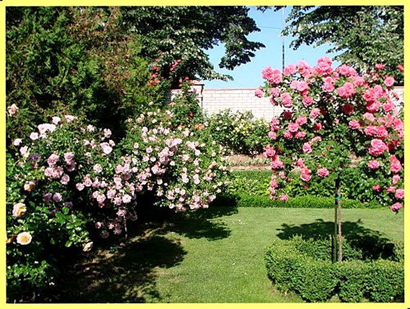 Штамбовая роза посадка и уход