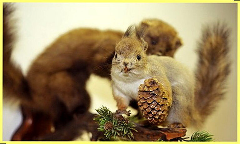 Как охотиться на белку