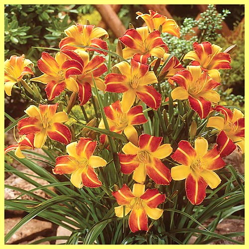 Лилейник гибридный фото