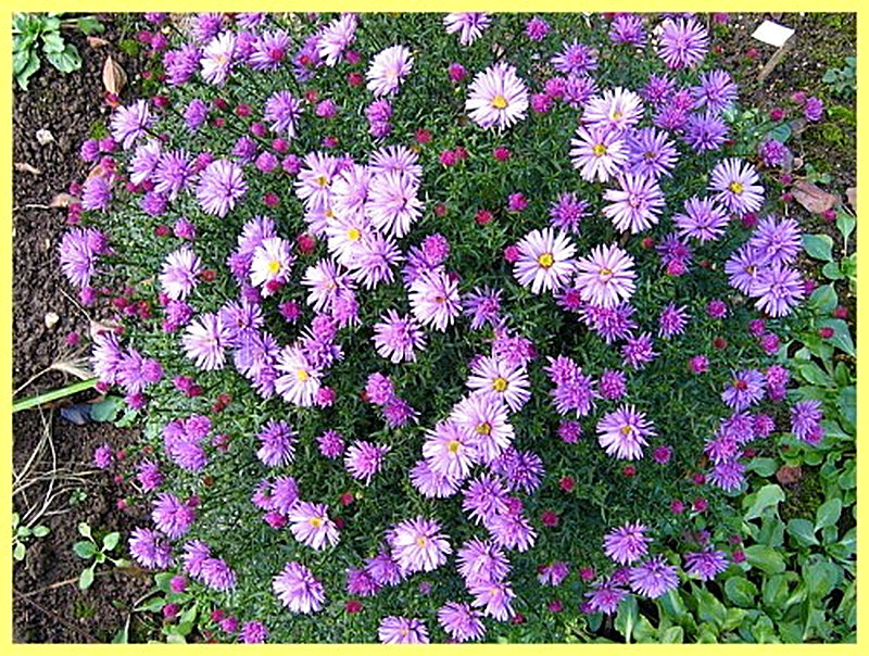 Виргинская астра фото