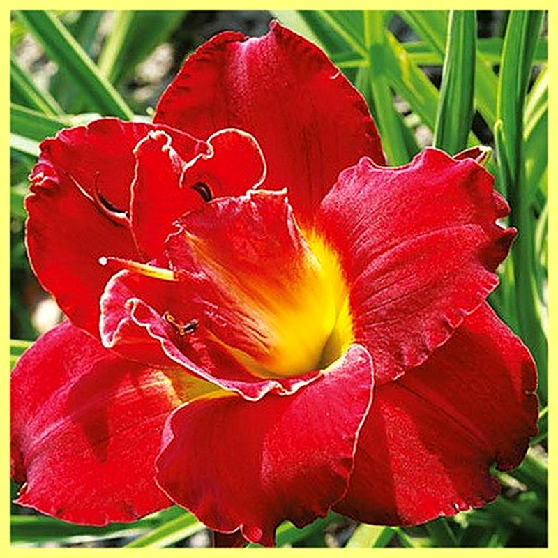 Лилейники фото описание