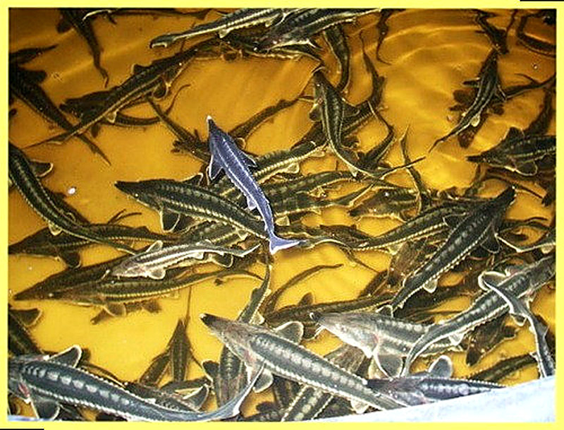 Рыбопосадочный материал осетровых