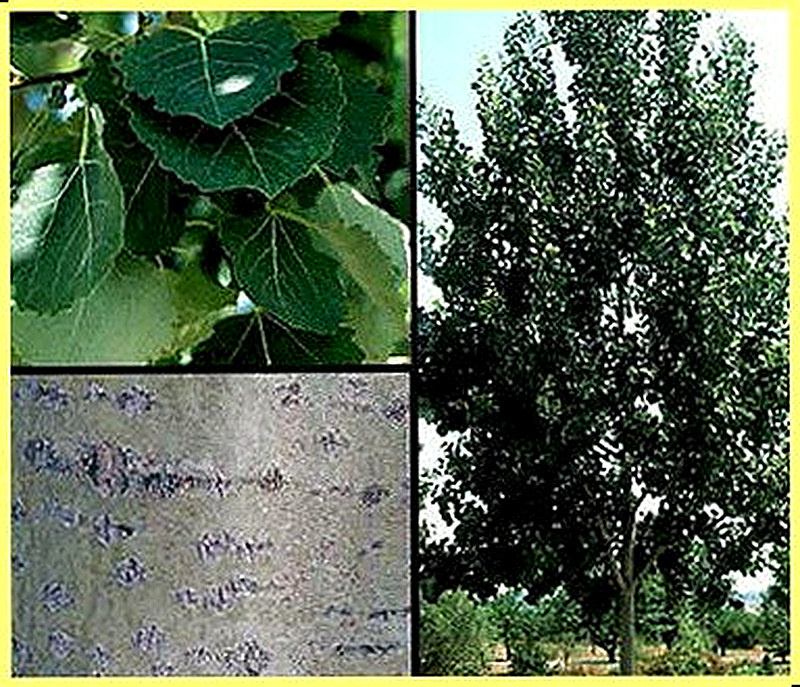 Осина фото дерева и листьев