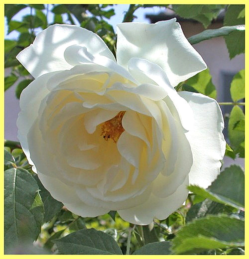 Роза айсберг плетистая