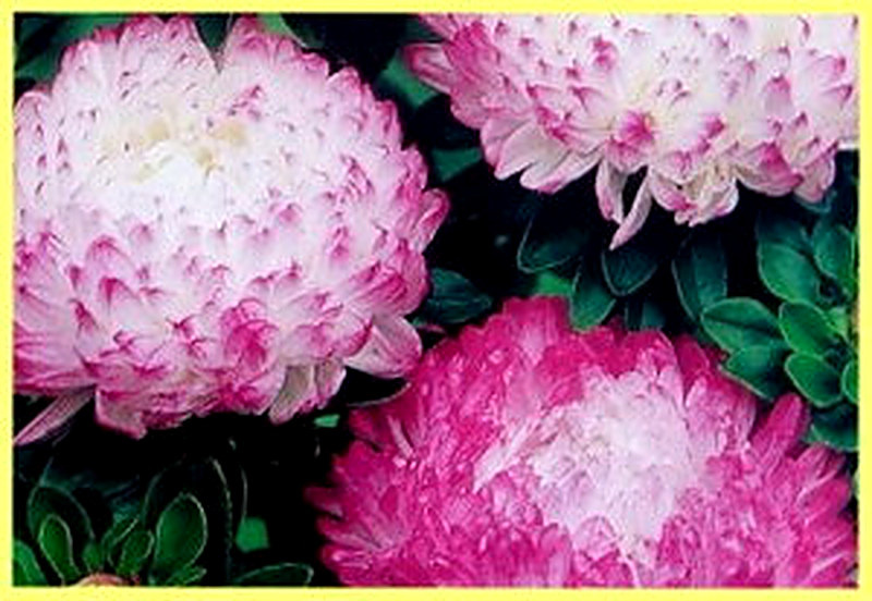 Астры Старый замок фото