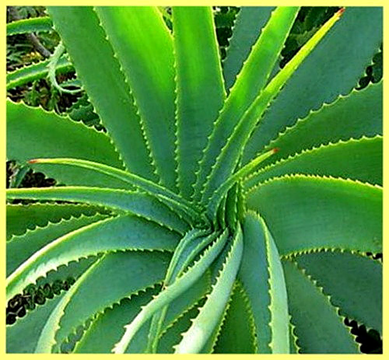 Алоэ вера выращивание в домашних условиях