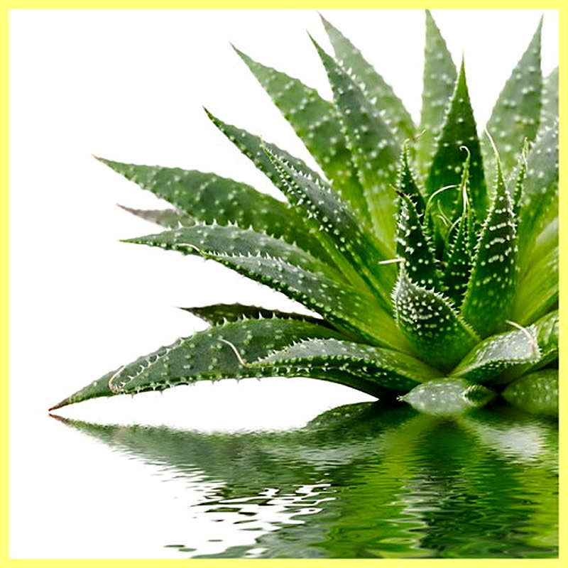 Как ухаживать за алоэ вера