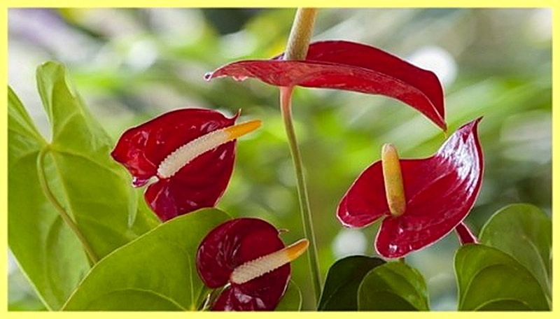 Подкормка для антуриума