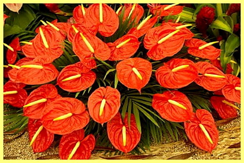 Антуриум почва для посадки