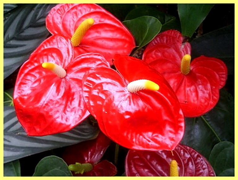 Антуриум уход в домашних условиях фото