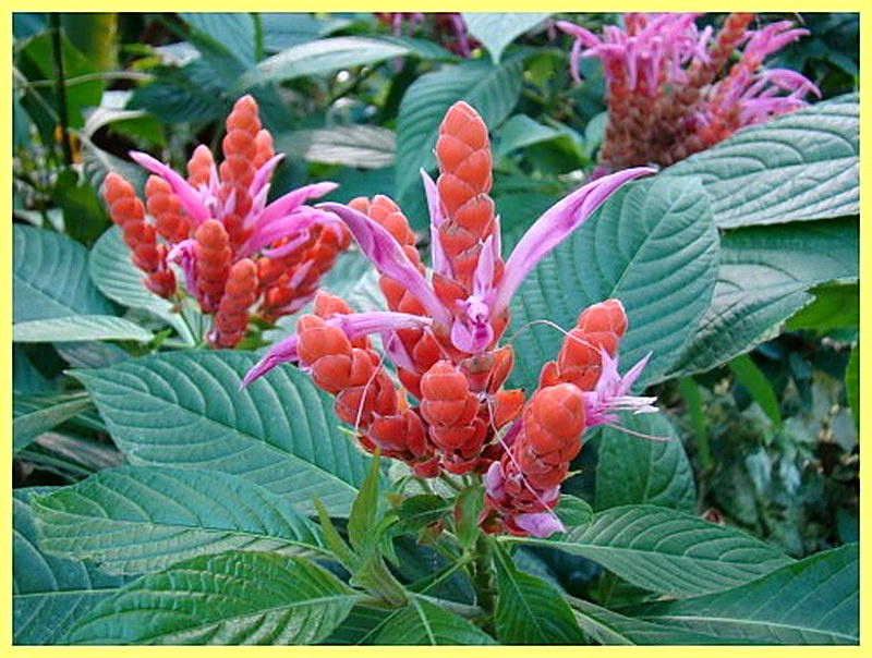 Aphelandra Синклера.