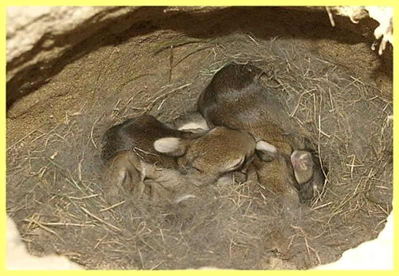 Содержание кроликов в ямах фото