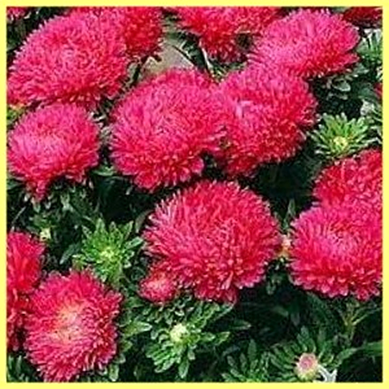 Астры Русский размер фото