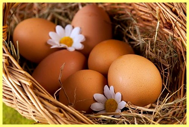 Как правильно выбрать куриные яйца