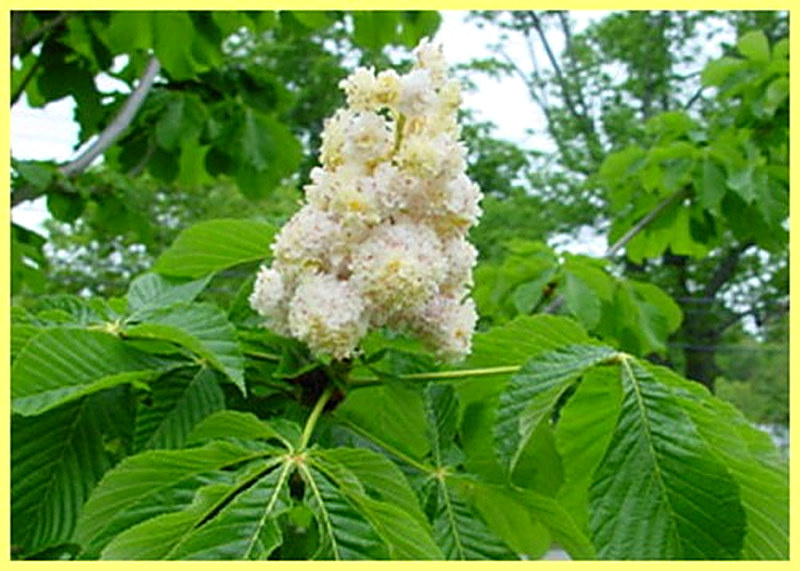 Липа крупнолистная фото