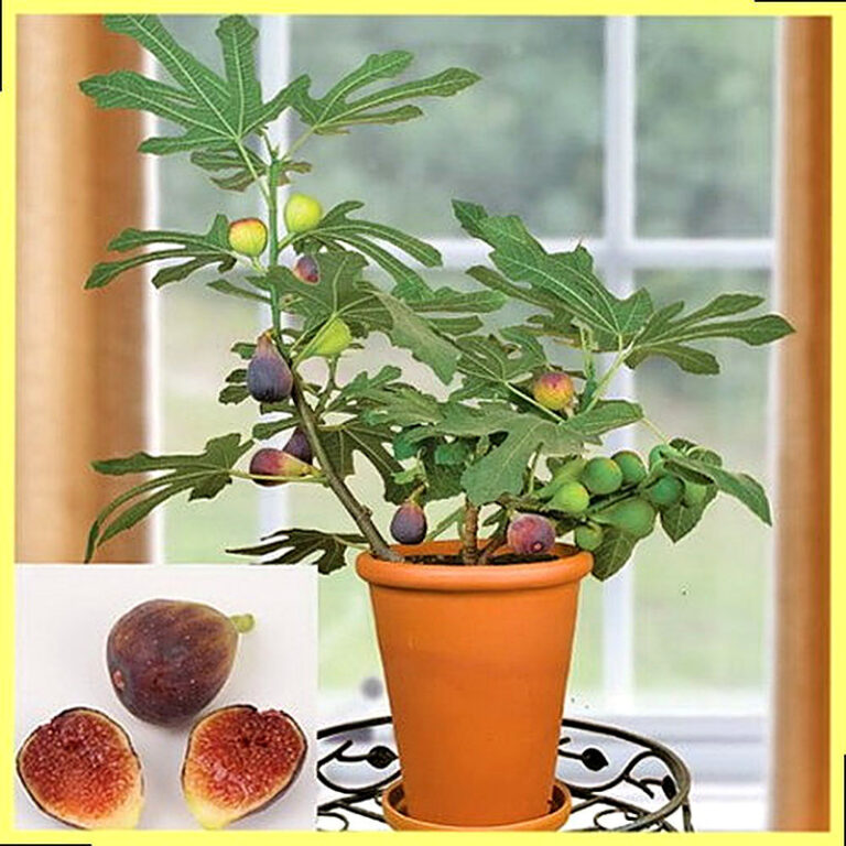 Инжир выращивание в домашних условиях