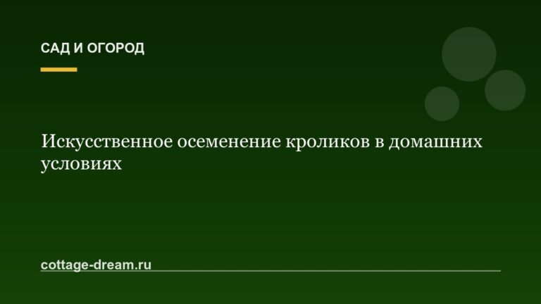 Искусственное осеменение кроликов в домашних условиях