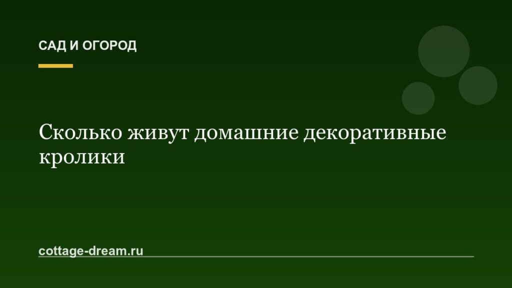 Сколько живут домашние декоративные кролики: фото и видео