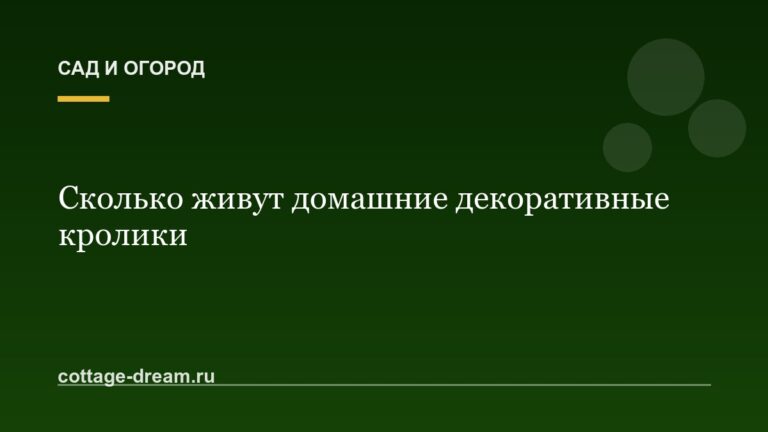 Сколько живут домашние декоративные кролики: фото и видео