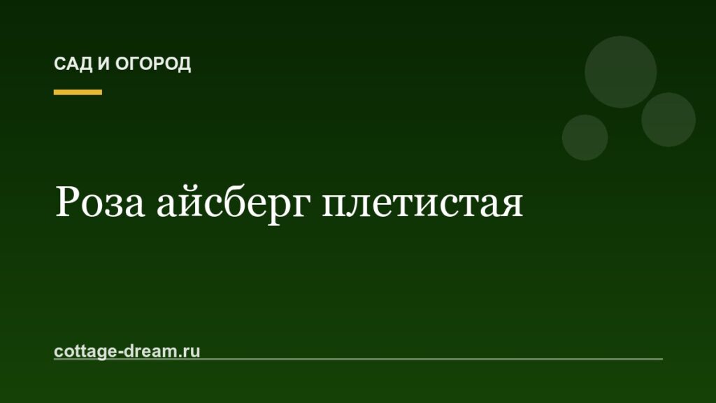 Роза айсберг плетистая: описание и фото