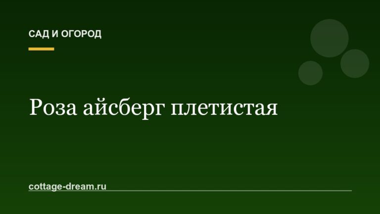 Роза айсберг плетистая: описание и фото