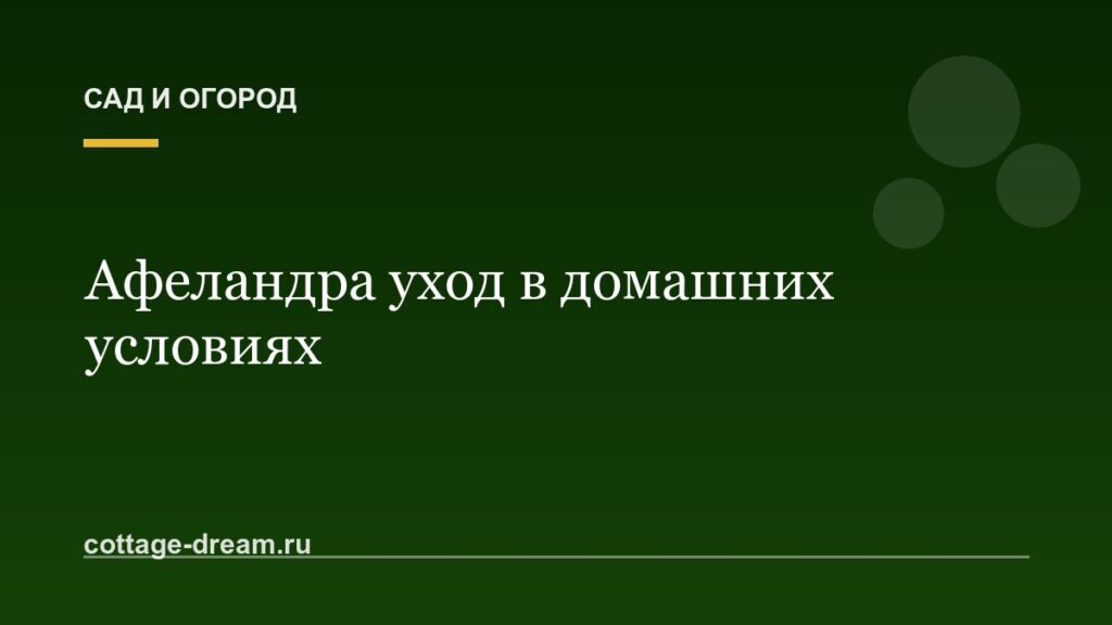 Афеландра уход в домашних условиях
