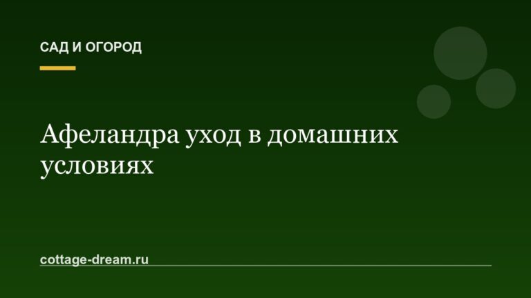 Афеландра уход в домашних условиях