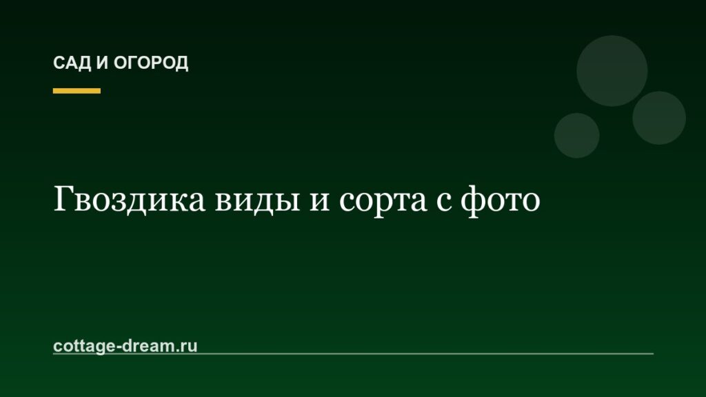 Гвоздика виды и сорта с фото