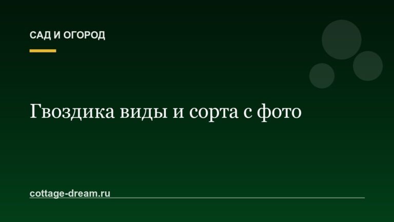 Гвоздика виды и сорта с фото