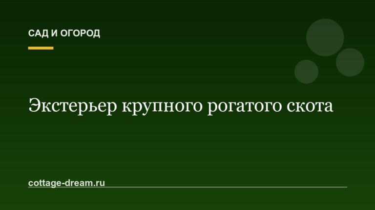 Экстерьер крупного рогатого скота