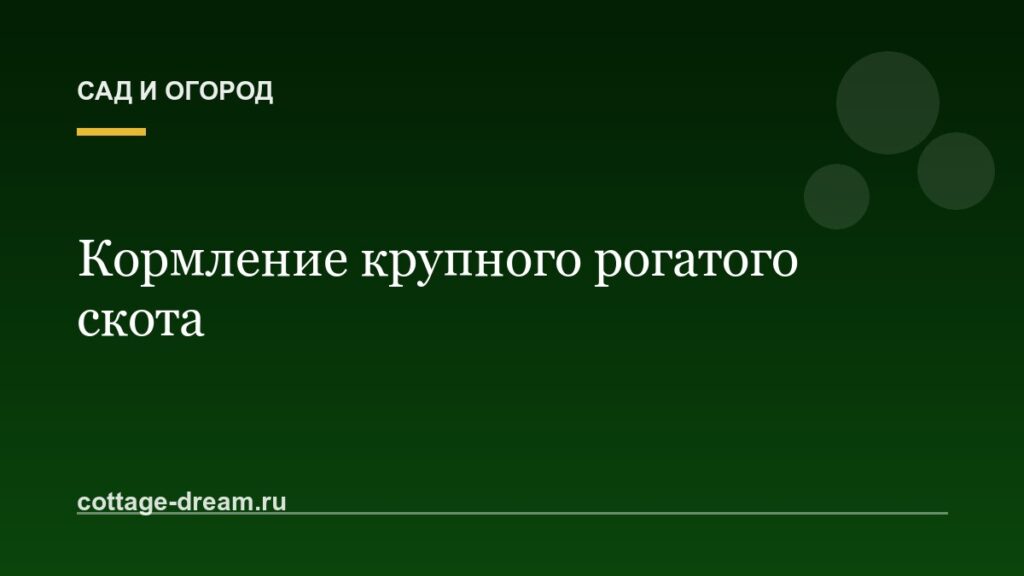 Кормление крупного рогатого скота
