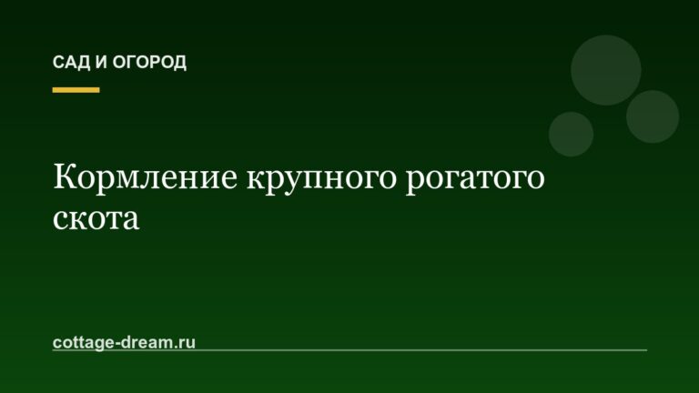 Кормление крупного рогатого скота