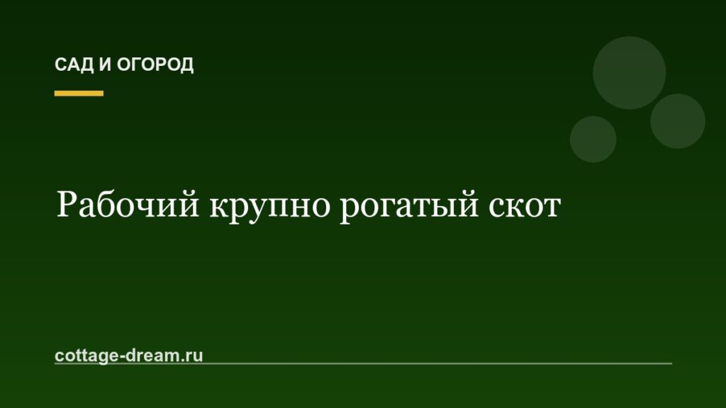 Рабочий крупно рогатый скот