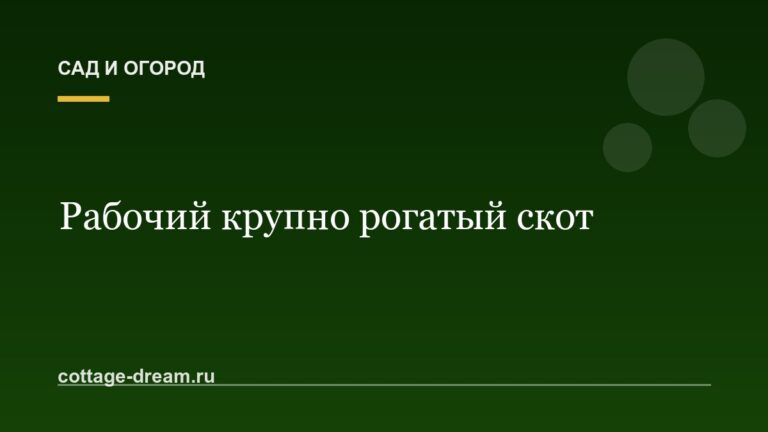 Рабочий крупно рогатый скот