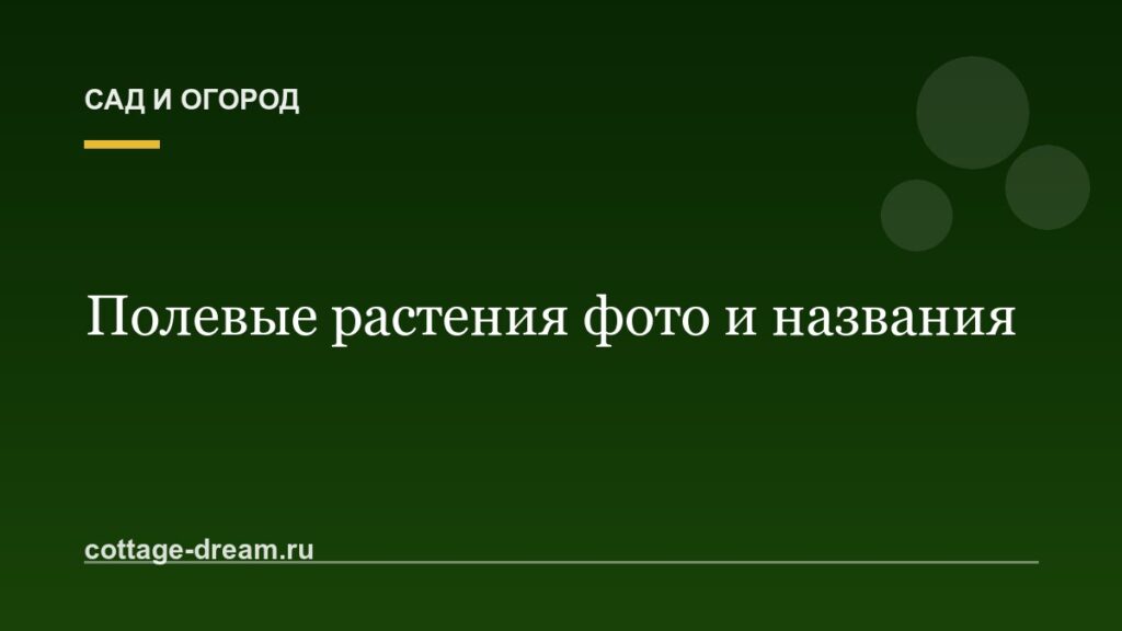 Полевые растения фото и названия