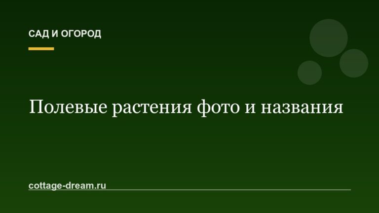 Полевые растения фото и названия