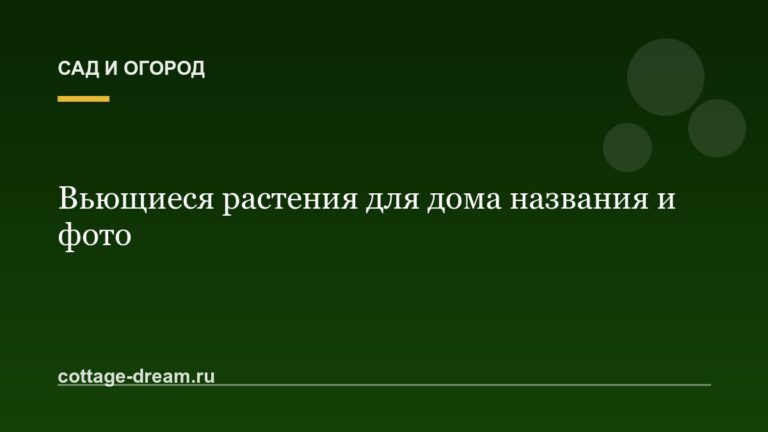 Вьющиеся растения для дома названия и фото