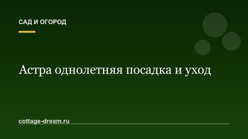 Астра однолетняя посадка и уход: фото