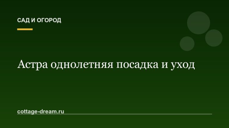 Астра однолетняя посадка и уход: фото
