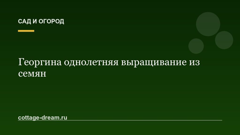 Георгина однолетняя выращивание из семян