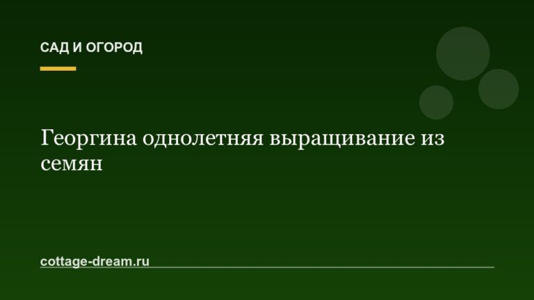 Георгина однолетняя выращивание из семян