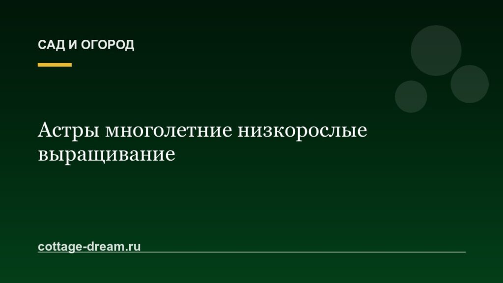 Астры многолетние низкорослые выращивание
