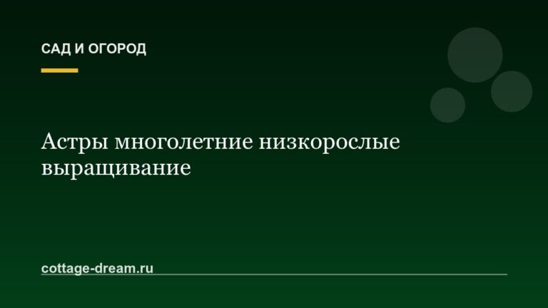 Астры многолетние низкорослые выращивание