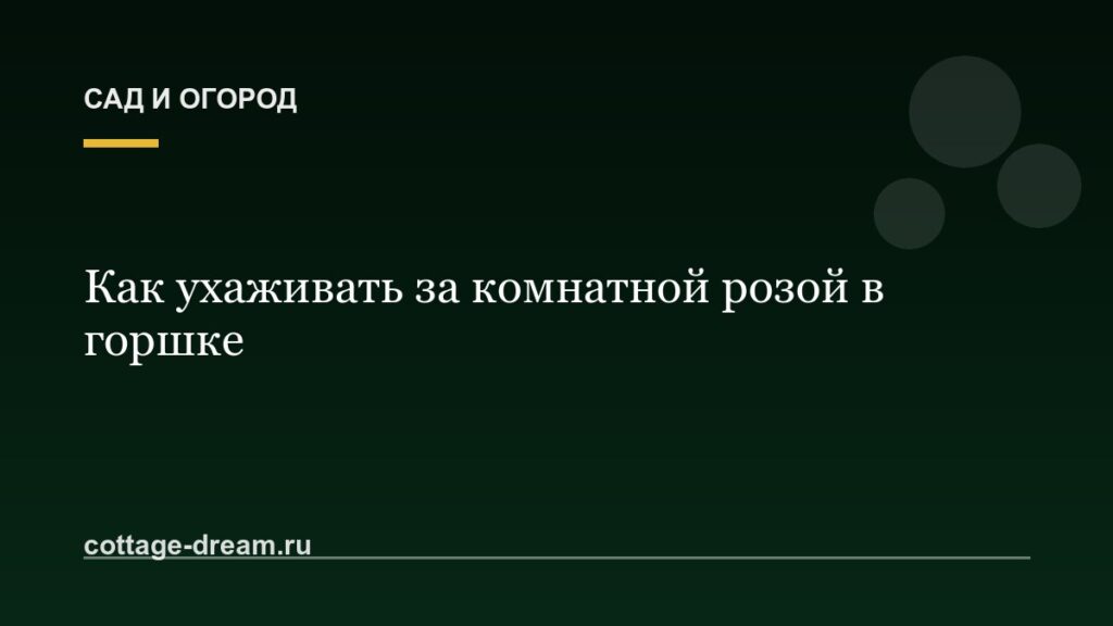 Как ухаживать за комнатной розой в горшке
