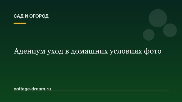 Адениум уход в домашних условиях фото