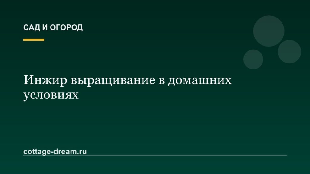 Инжир выращивание в домашних условиях