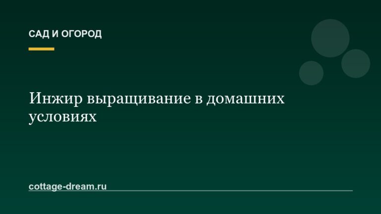 Инжир выращивание в домашних условиях