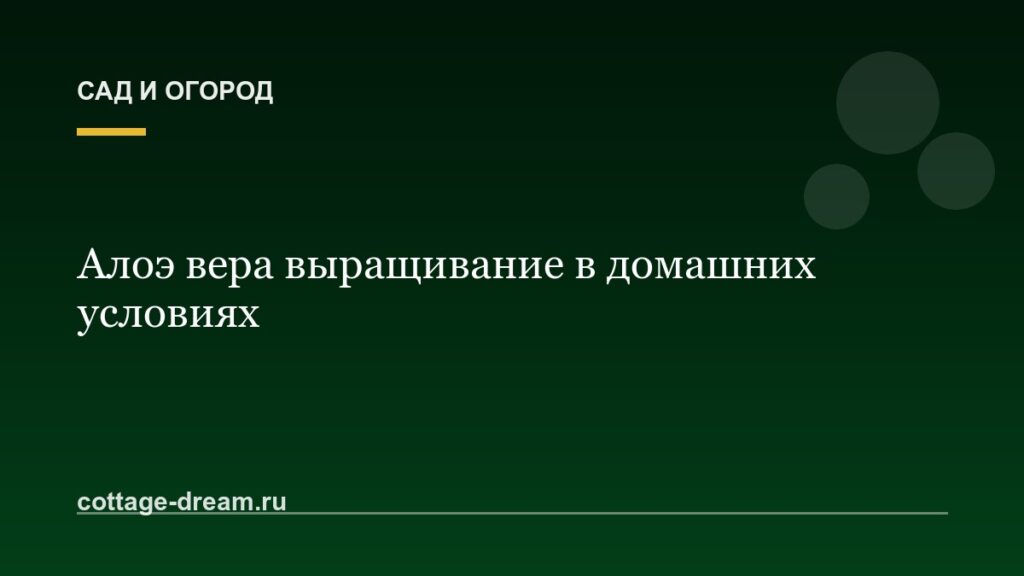 Алоэ вера выращивание в домашних условиях